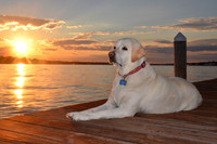 Abbie